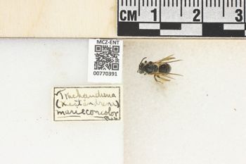 Media type: image;   Entomology 770391 Aspect: Labels